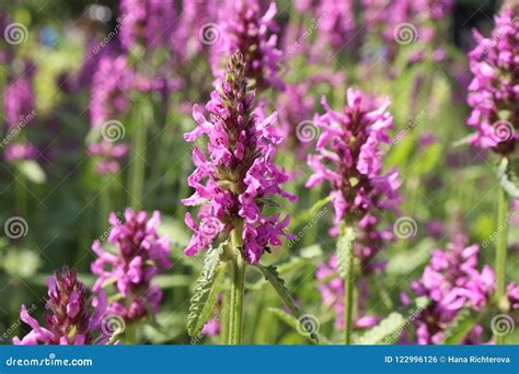 Blooming Betonica Officinalis. Medicinal Plants, Herbs in the Garden ...