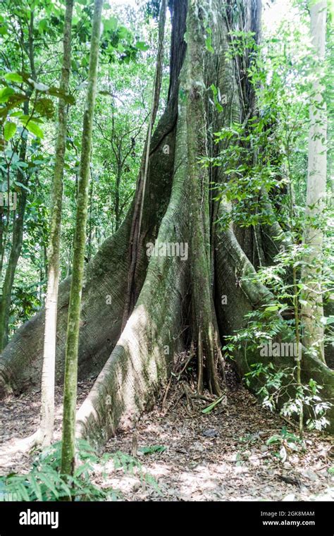 Ceiba tree in National Park Arenal, Costa Rica Stock Photo - Alamy