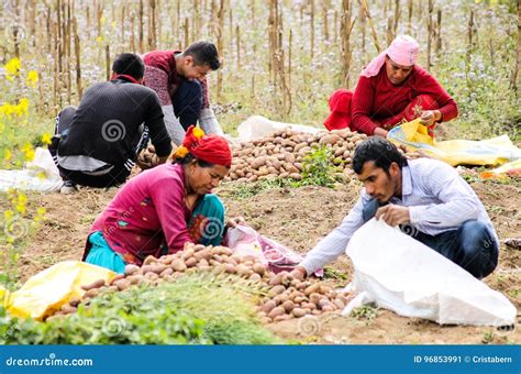 Potato harvest editorial photo. Image of asia, local - 96853991