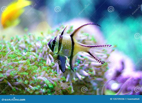 Banggai Cardinalfish in a Seawater Aquarium Stock Photo - Image of ...