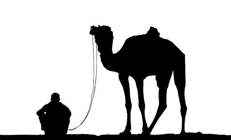 Camel, Man Silhouette Free Stock Photo - Public Domain Pictures