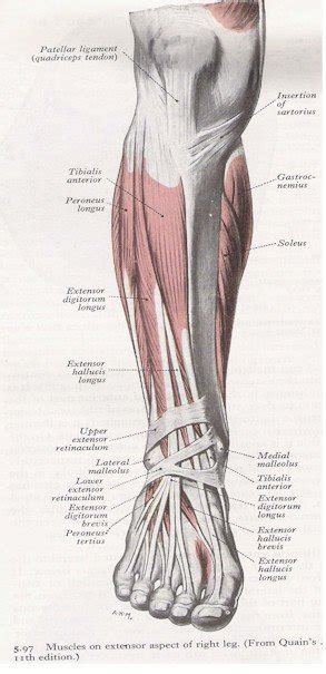 Muscles of the anterior leg | MyFootShop.com