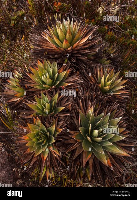 Endemic plants on top of Mount Roraima, Venezuela Stock Photo - Alamy