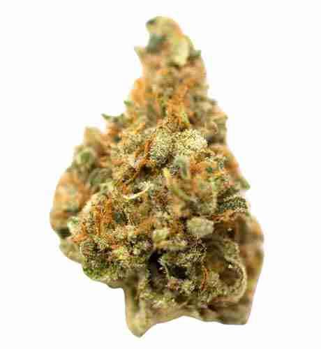 K2 Marijuana Strain | GrowingWeed