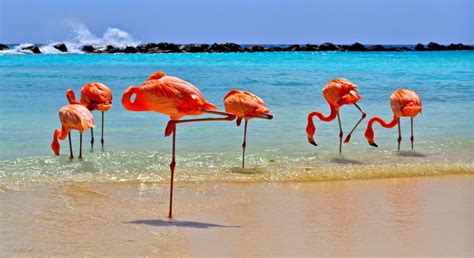 Flamingos_na_Renaissance_Island_Aruba - Those Travel Guys