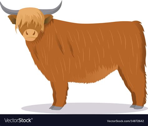 Highland cattle cow Royalty Free Vector Image - VectorStock