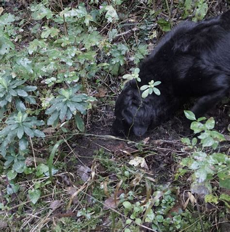 Cani da Tartufo Addestrati - In Vendita - Vendita e Addestramento cani da Tartufo San Miniato ...