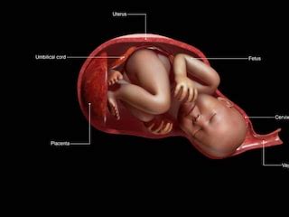 Colesevelam: Dosage, Mechanism/Onset of Action, Half-Life - Medicine.com