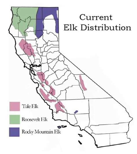 Tule Elk - Central California's Native Elk Species