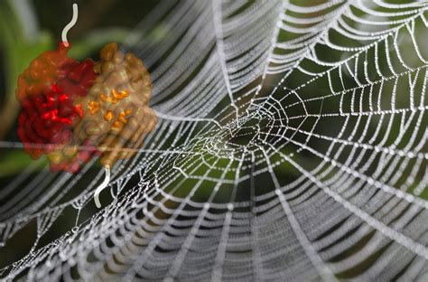 New Research Finally Explains Why Spider Silk Is So Incredibly Tough