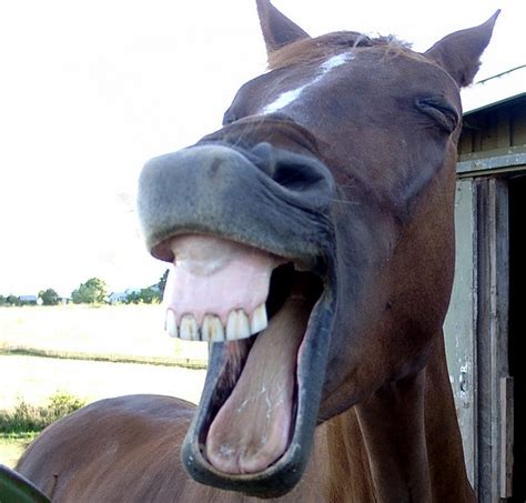 Horse Laugh | Flickr - Photo Sharing! | Laughing horse, Funny animals, Smiling animals