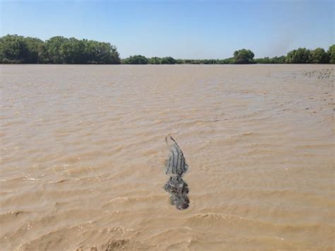 Crocodile attack: Australian camper snatched from muddy river