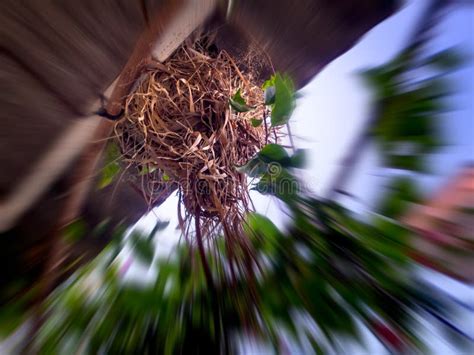 The Sparrows Nesting Birds Like To Nest on the Roof of the House Stock Image - Image of outdoor ...