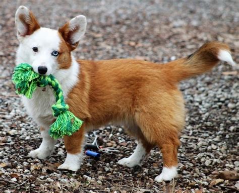 24 More Adorable Pictures Of Corgi Mixes That Remind Us Why They're The Greatest