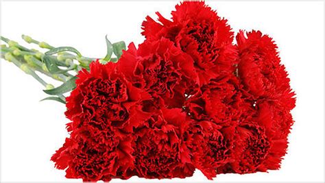 Know about the Carnations meaning according to their color