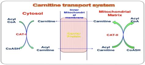 Acylcarnitine Analysis Service - Creative Proteomics