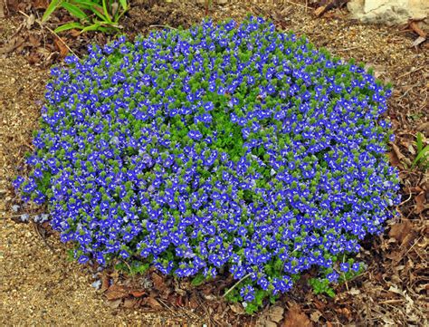 Tidal Pool Creeping Speedwell - Plant Library - Pahl's Market - Apple ...