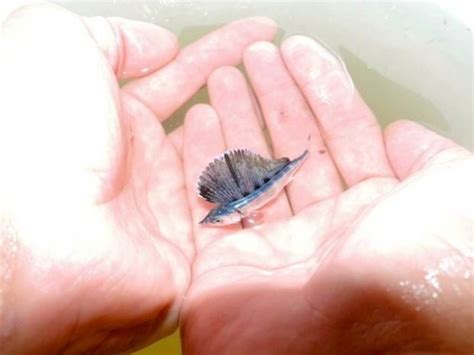 Baby Sailfish: Sailfish grow to be up to 9.8 ft in length and often have an elongated nose (as ...