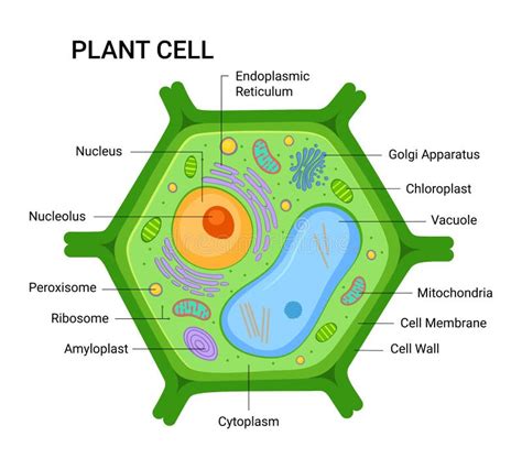 Plant Cell Model Labeled - Land to FPR