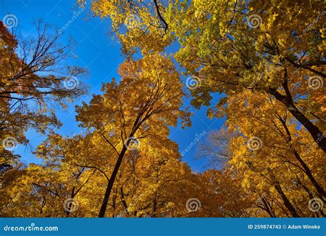 Bright Yellow Trees at Devils Lake State Park Stock Image - Image of season, wisconsin: 259874743