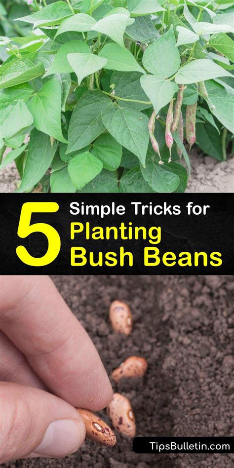 Bush Bean Growing - Step-by-Step Tips for Planting Bush Beans