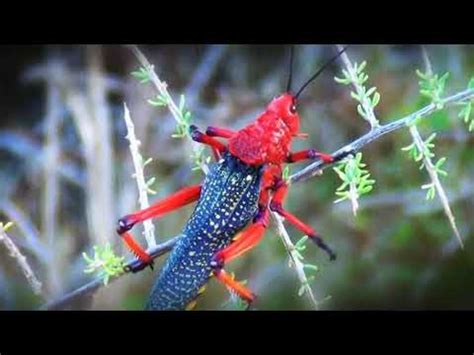 The red red locust or grasshopper (phymateus morbillosus) - YouTube