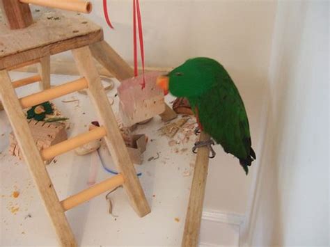 1000+ images about DIY Parrot Toys on Pinterest | Toys, Play gym and Bird toys