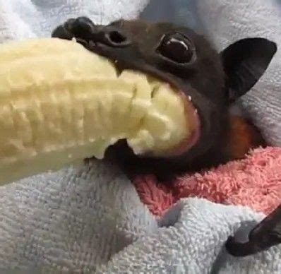 Cute Little Animals, Cute Funny Animals, Eating Bananas, Fruit Bat, Cute Bat, Cat Icon, Cute ...