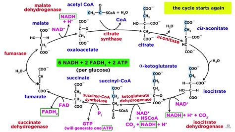 Cellular Respiration Part 2: The Citric Acid Cycle - YouTube