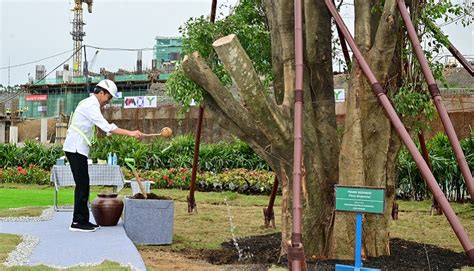 Jokowi Tanam Pohon Beringin di Istana Presiden IKN: Ini Simbol Keagungan