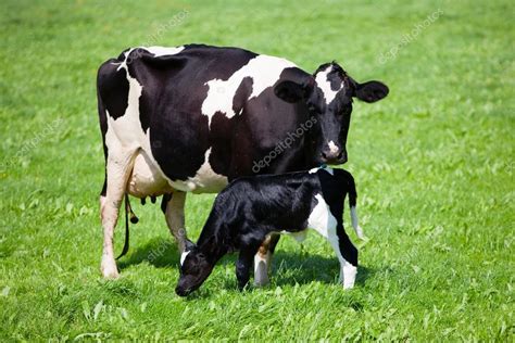 Cow with newborn calf Stock Photo by ©erikdegraaf 51057593