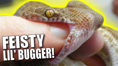 SNAKE BITES??! ANGRY LITTLE PYTHON STRIKES!!! | BRIAN BARCZYK - YouTube