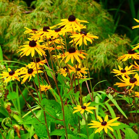 Rudbeckia - Knockpatrick Gardens