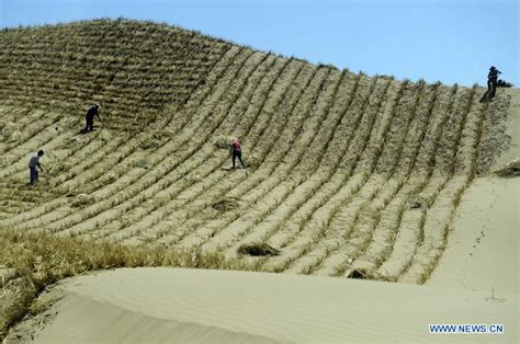 China's reforestation efforts significantly impact global carbon ...