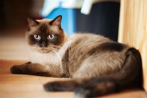 When Do Siamese Cats Change Their Color? - Bright Whiskers