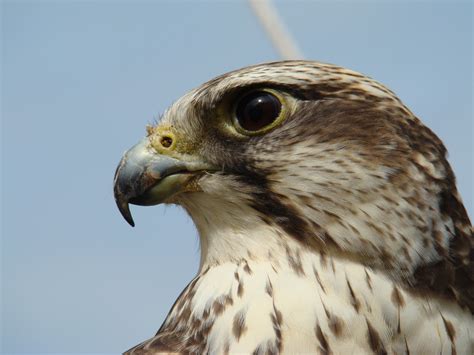 Free Images : wing, animal, wildlife, beak, eagle, hawk, fauna, raptor, bird of prey, close up ...