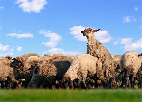 Sheep Copulating Stock Photos, Pictures & Royalty-Free Images - iStock