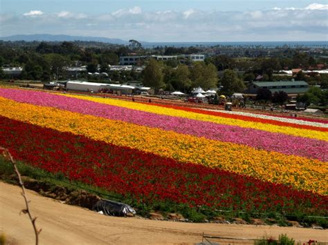 Carlsbad Flower Fields, Carlsbad, CA - California Beaches