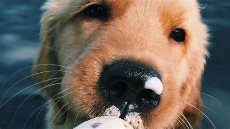 Salty Paws dog ice cream parlor opens in Virginia | PetsRadar