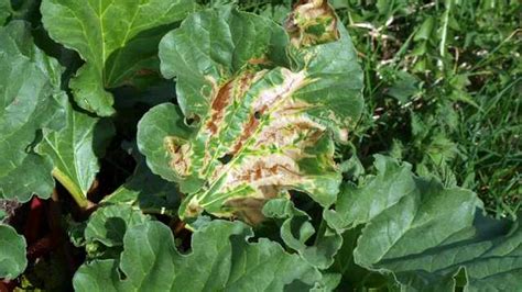 Rhubarb Growing Problems - Things You Should Know Before Growing Rhubarb