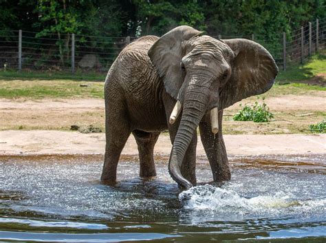 The North Carolina Zoo’s tram system helps guests see everything the zoo has to offer | myfox8.com