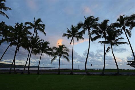 Coconut Tree In Hawaii Big Tree Sea Photo Background And Picture For ...