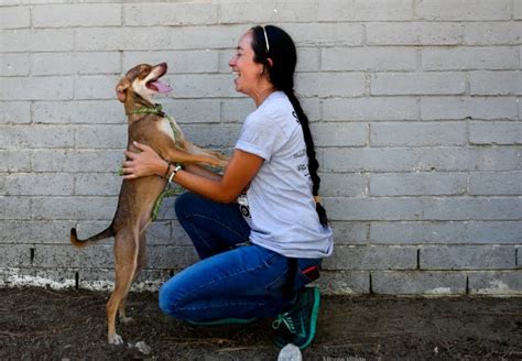 Castaic Animal Shelter | Bone Voyage Dog Rescue