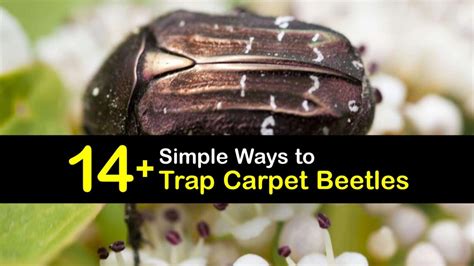 Clever Carpet Beetle Traps that Work - Trapping Carpet Beetles