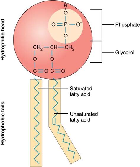 Describe The Chemical Makeup Of Lipids | Saubhaya Makeup