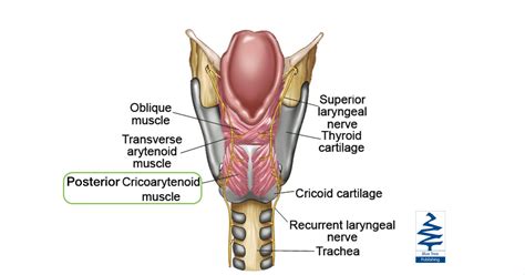 Vocal anatomy: the Posterior Cricoarytenoid ⏱ 2 mins