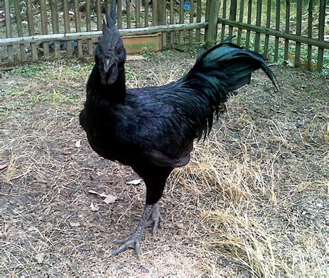 The Ayam Cemanis | Cemani Farms