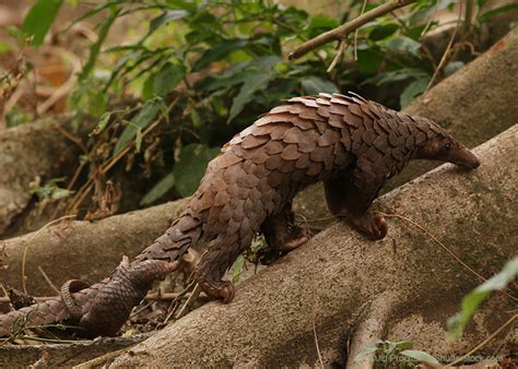 PANGOLIN - JamusJessyca