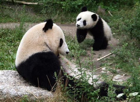 Giant Panda Bear - A-Z Animals