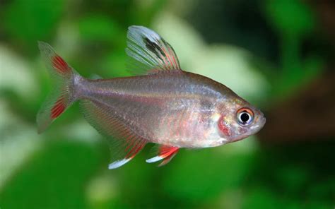 25 Rummy Nose Tetra Tank Mates - AquariumNexus